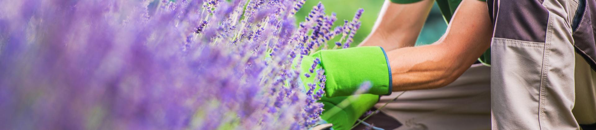 Gartengestaltung